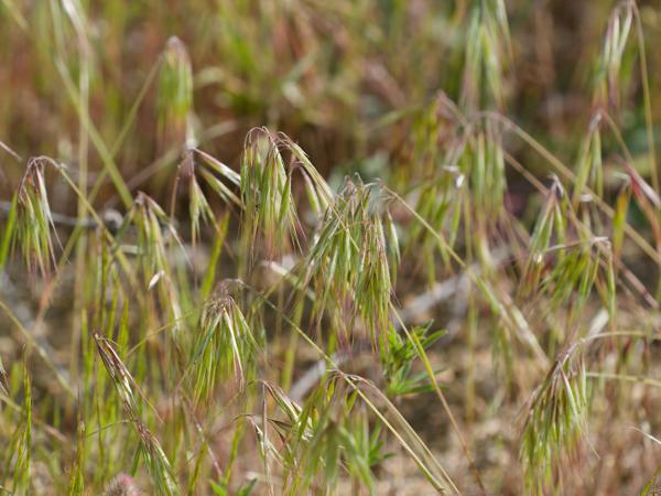 <h3>Anisantha&nbsp;tectorum / Drooping&nbsp;brome / </h3>OM-1 Mark II met OLYMPUS M.150-400mm F4.5 TC, 1/2000 sec  bij F5.6, ISO 800, afstand 2.43&nbsp;m